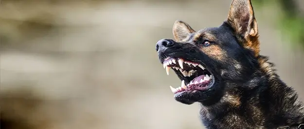 berks county dog bite attorney image