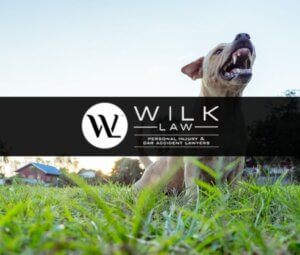 dangerous dog with no leash with its teeth bared